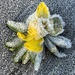 Frosty flower  by lizgooster