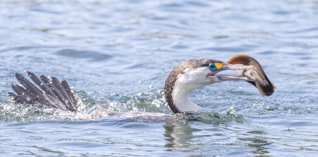 Lunch time - good catch by creative_shots