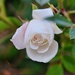 2 1 Unfurling rose by sandlily