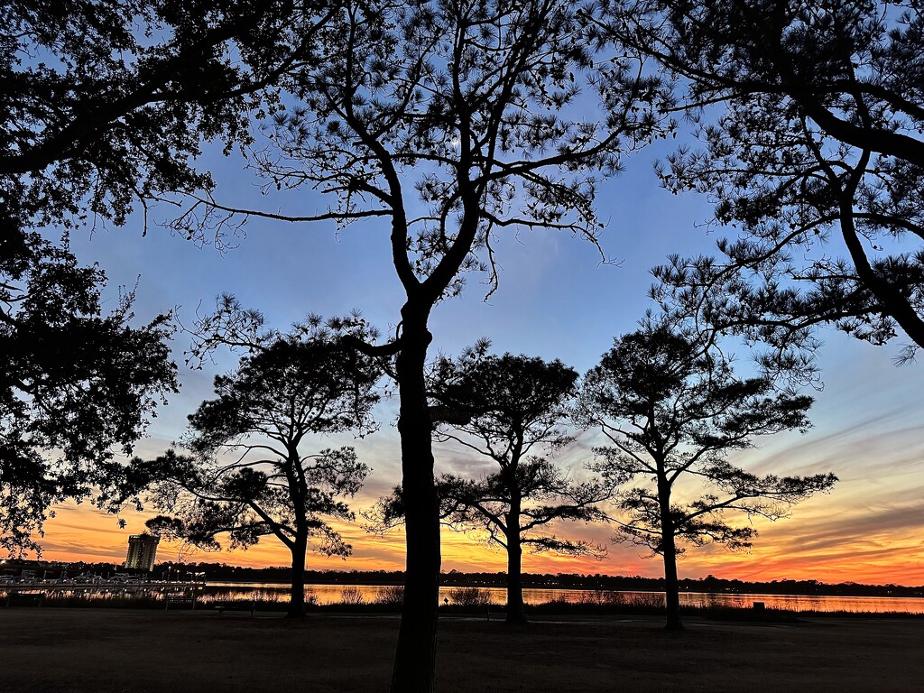 Sunset through the pines by congaree