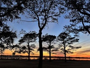 3rd Feb 2025 - Sunset through the pines
