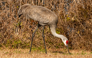 2nd Feb 2025 - Sand Hill Crane Having a Snack!