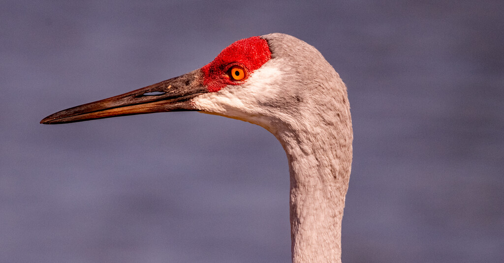 Profile Shot of the Sandhill Crane! by rickster549