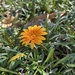Gazania  by loweygrace