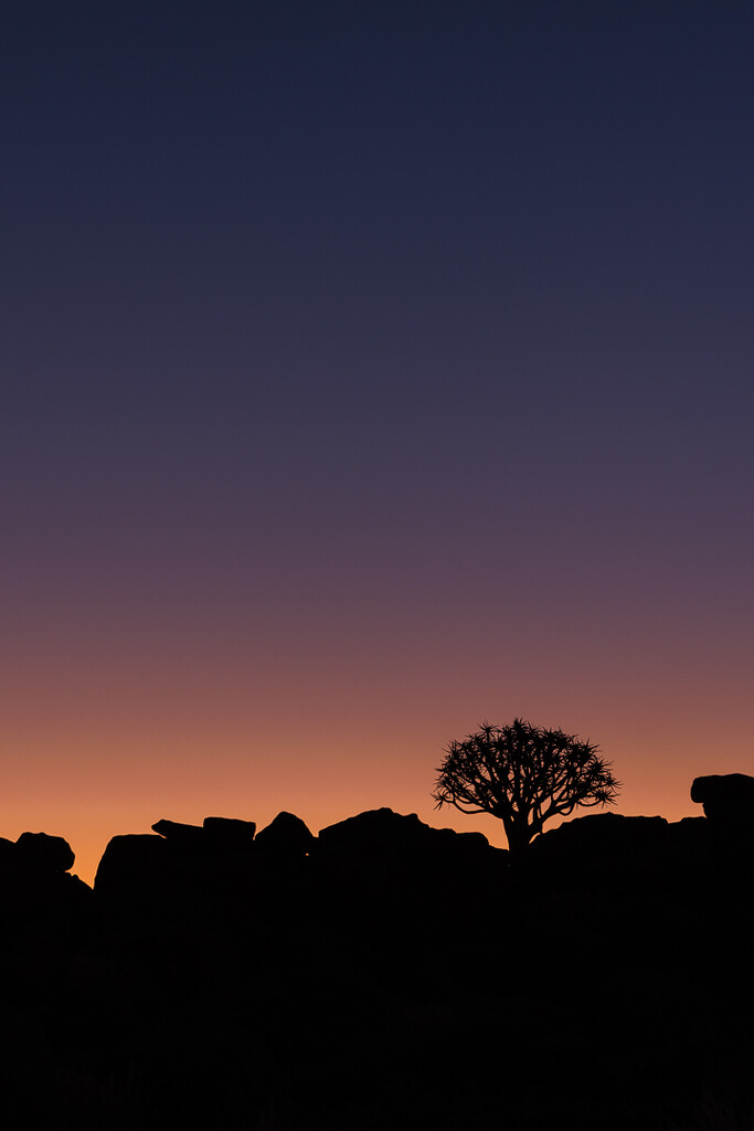 Quiver Tree at Sunrise by jyokota