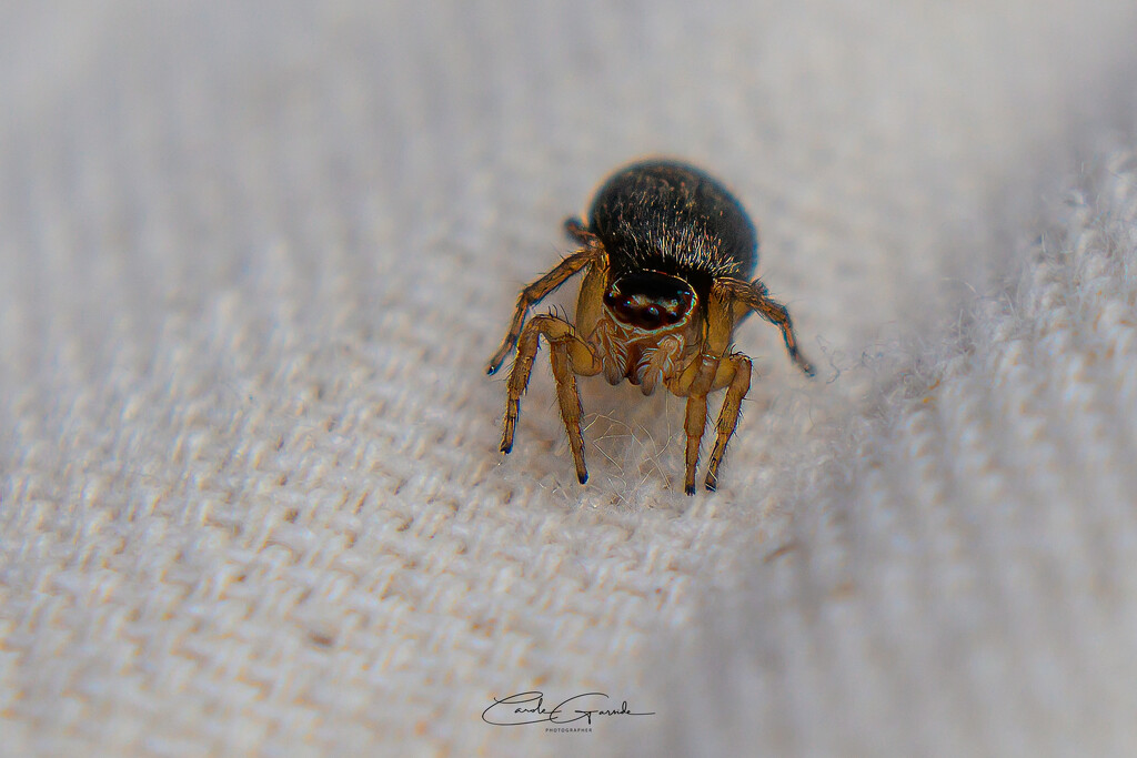 Spider by yorkshirekiwi