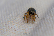 3rd Feb 2025 - Spider