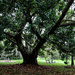 Wide angle - Under the fig tree