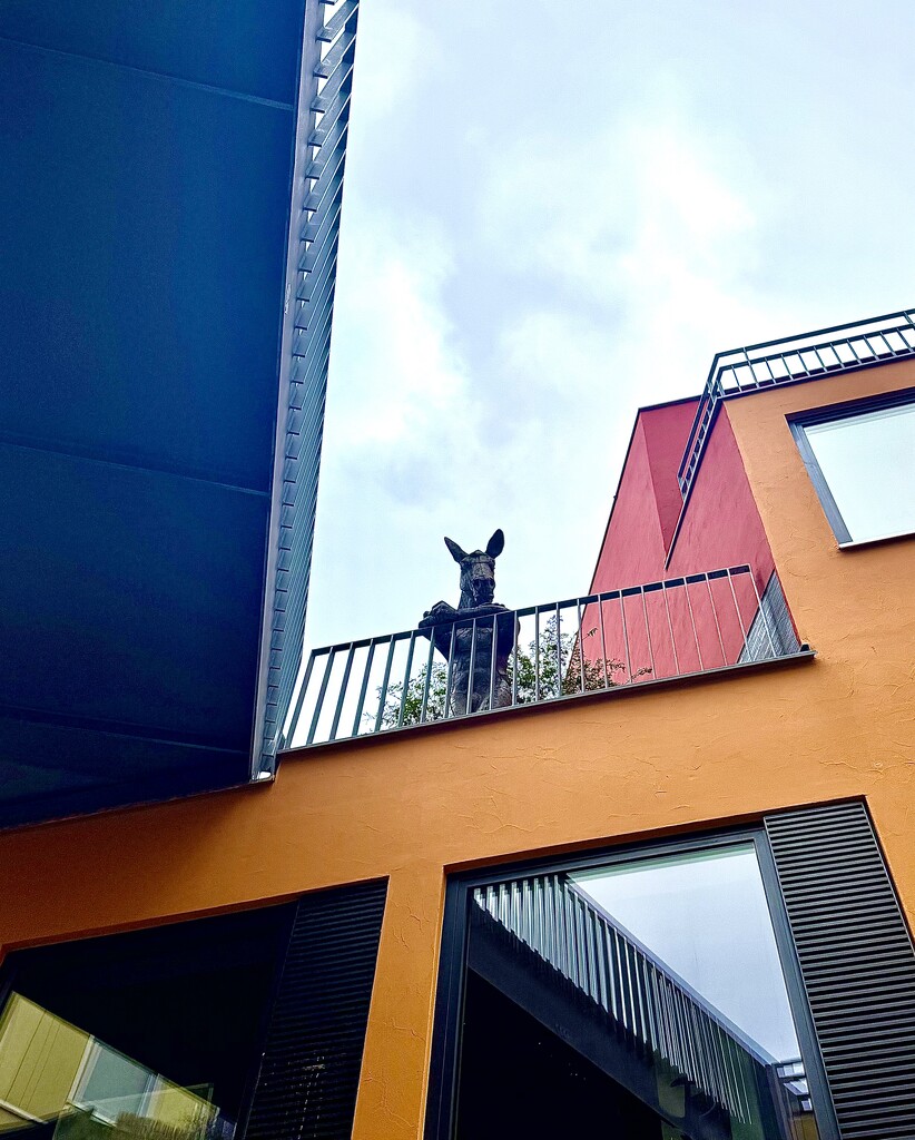 A donkey watching me.  by cocobella