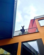 3rd Feb 2025 - A donkey watching me. 