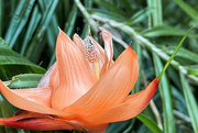 6th Feb 2025 - Flower