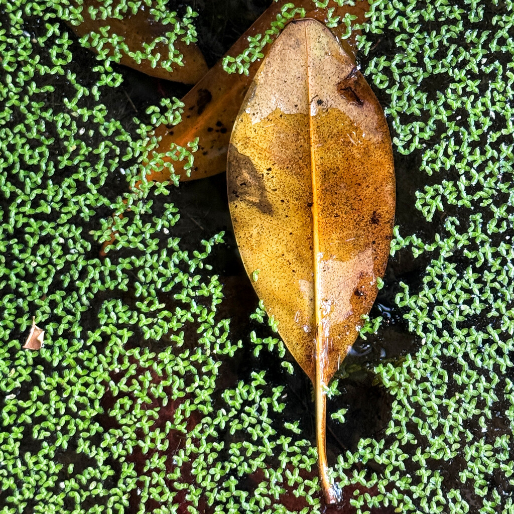 Leaf, Duckweed by lsquared