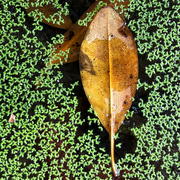 2nd Feb 2025 - Leaf, Duckweed