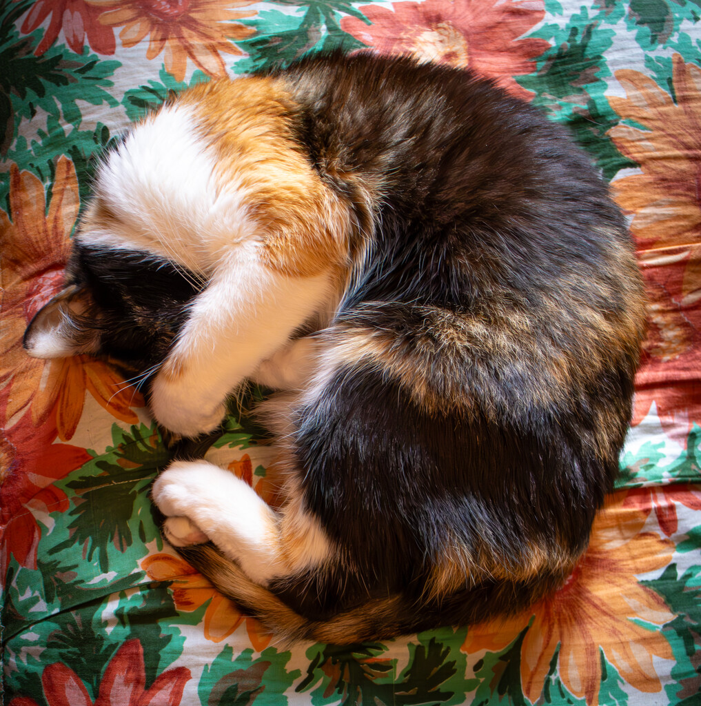 Lia in the fetal position by swillinbillyflynn