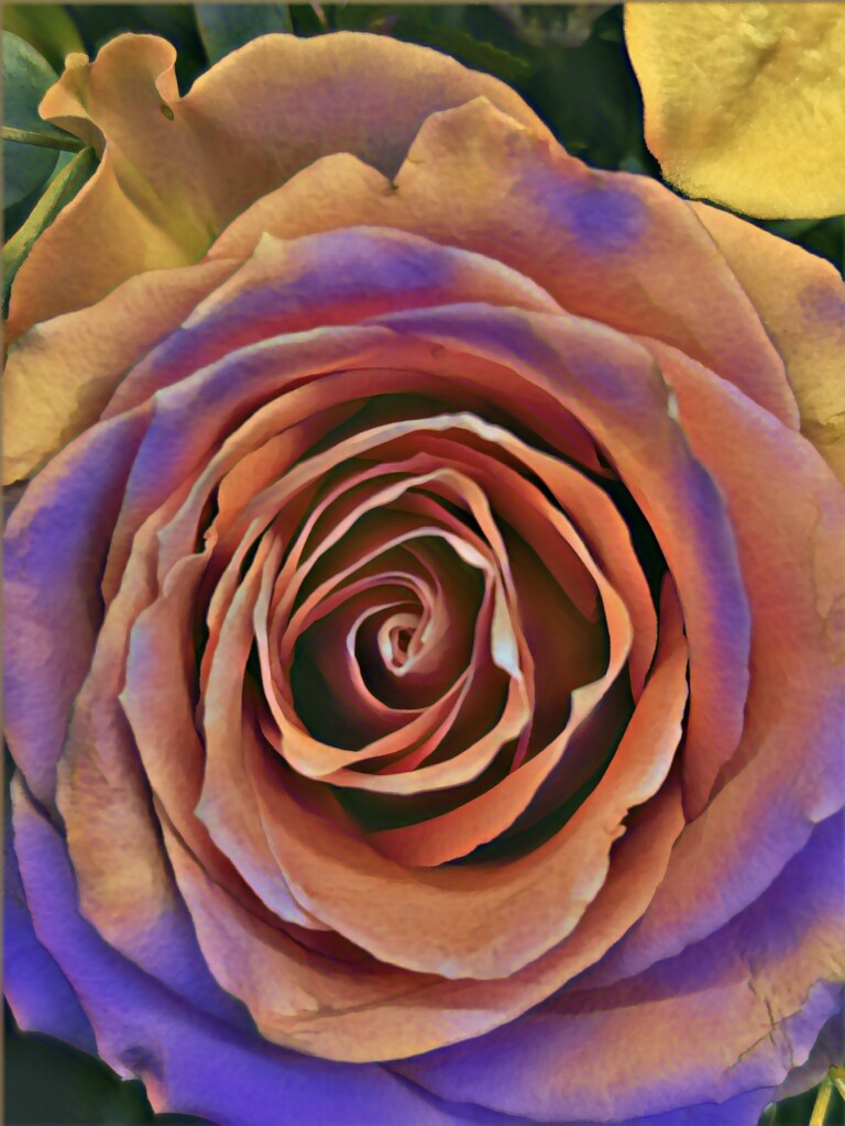 Have a Rosey Day by ikik