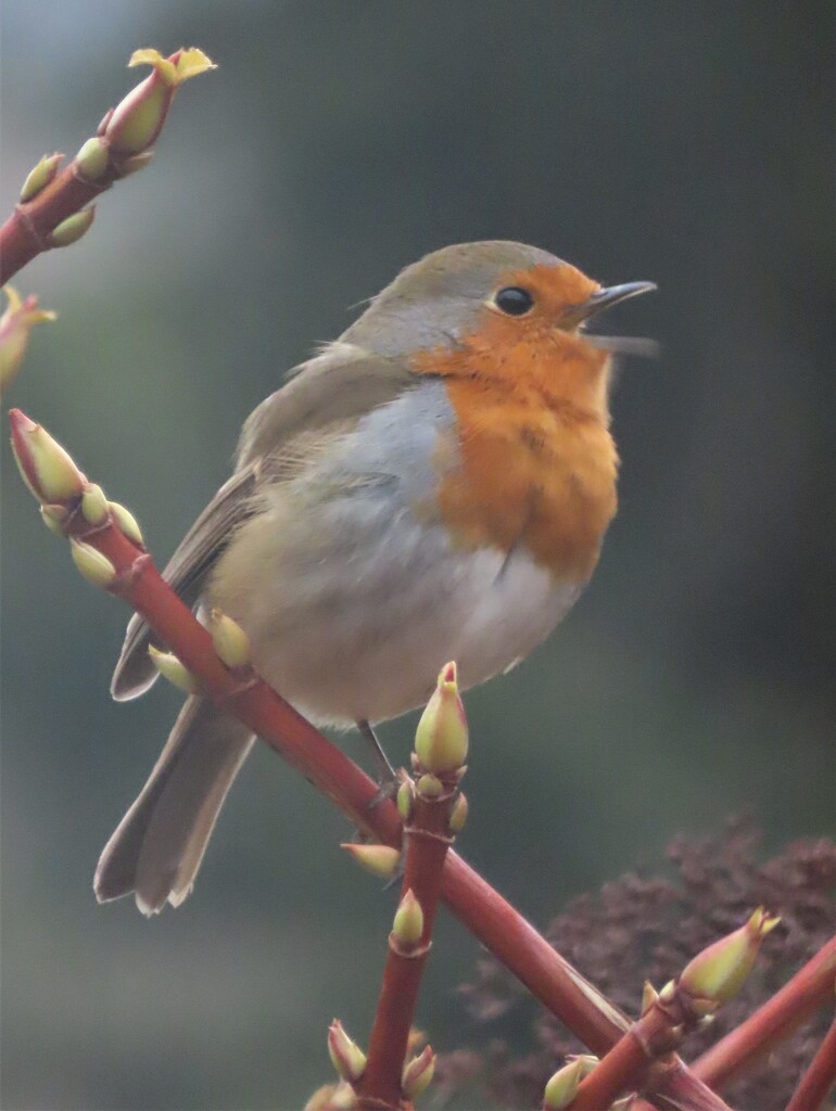 Singing for his Supper  by countrylassie