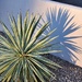 2 2 Yucca and shadow