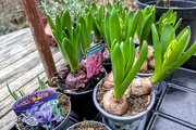 3rd Feb 2025 - Bulbs 