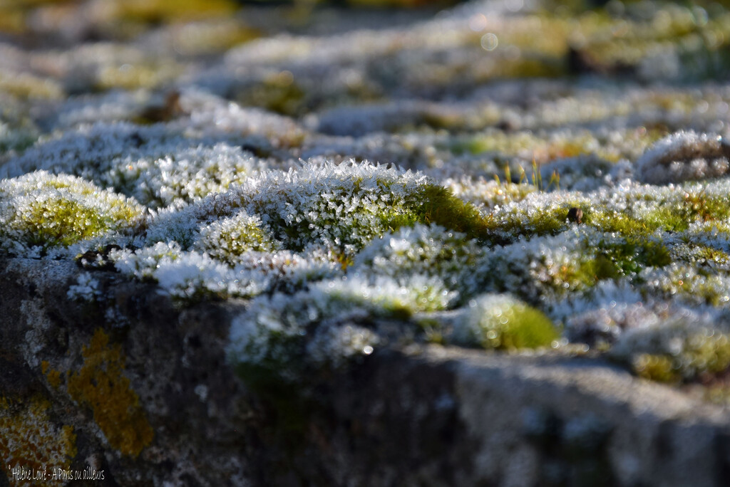 frozen by parisouailleurs