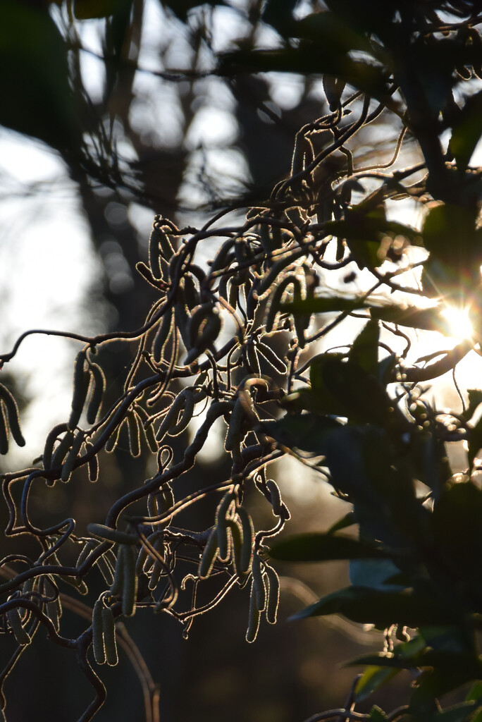 Corylus avellana Contorta by parisouailleurs