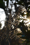1st Feb 2025 - Corylus avellana Contorta