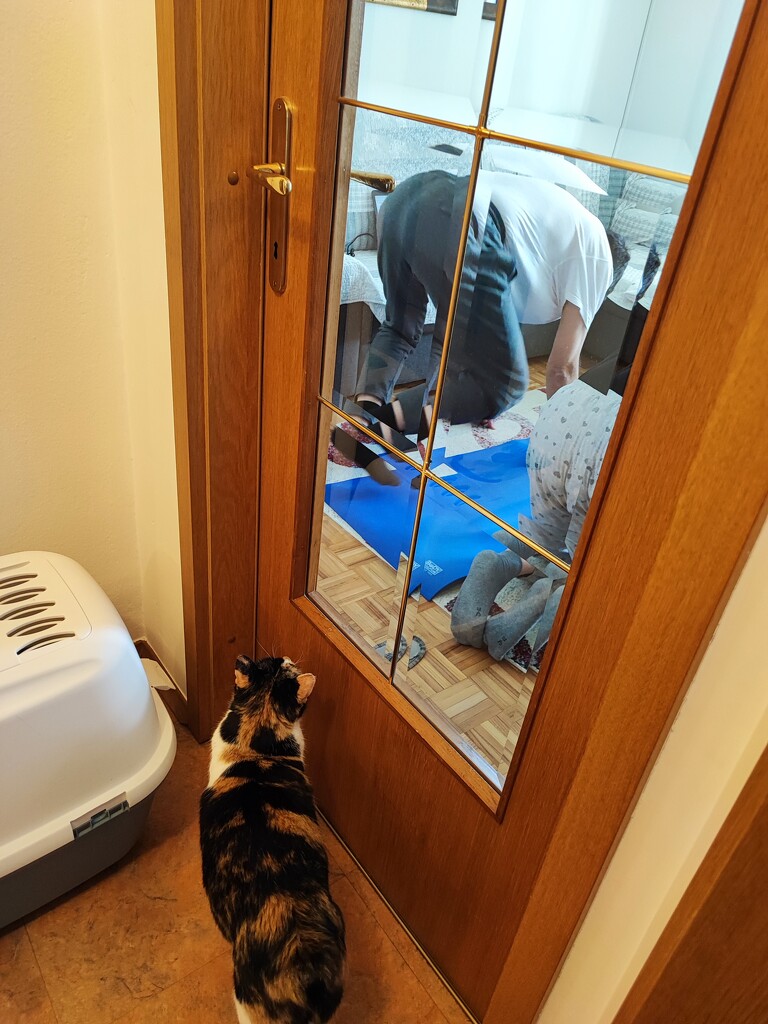 Kuso was banned from the living room by nami