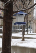 3rd Feb 2025 - Feed the Birds
