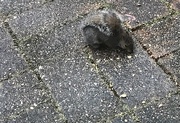 4th Feb 2025 - Squirrel Umbrella