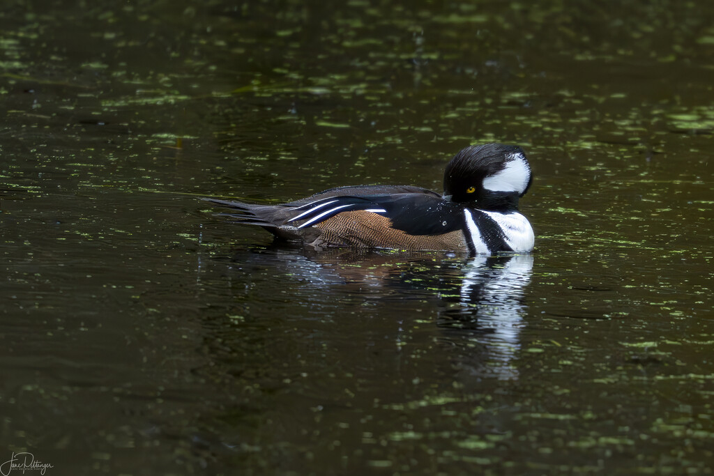 Male Hooded Merganzer Grooming by jgpittenger