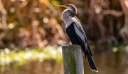3rd Feb 2025 - Anhinga Enjoying the Morning Sun!