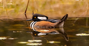 3rd Feb 2025 - Hooded Merganser!