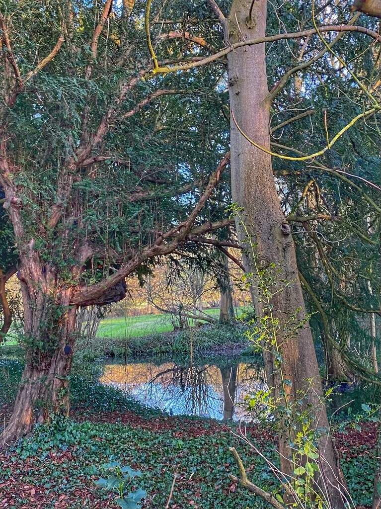 Woodland Reflection  by cmf