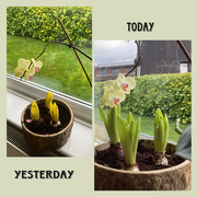4th Feb 2025 - What a Difference a Day makes!