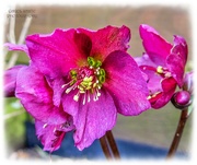 4th Feb 2025 - Hellebore