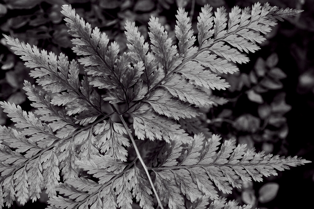 Fern by lsquared