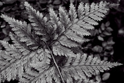 3rd Feb 2025 - Fern