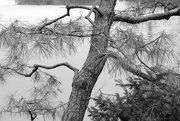 5th Feb 2025 - Crooked