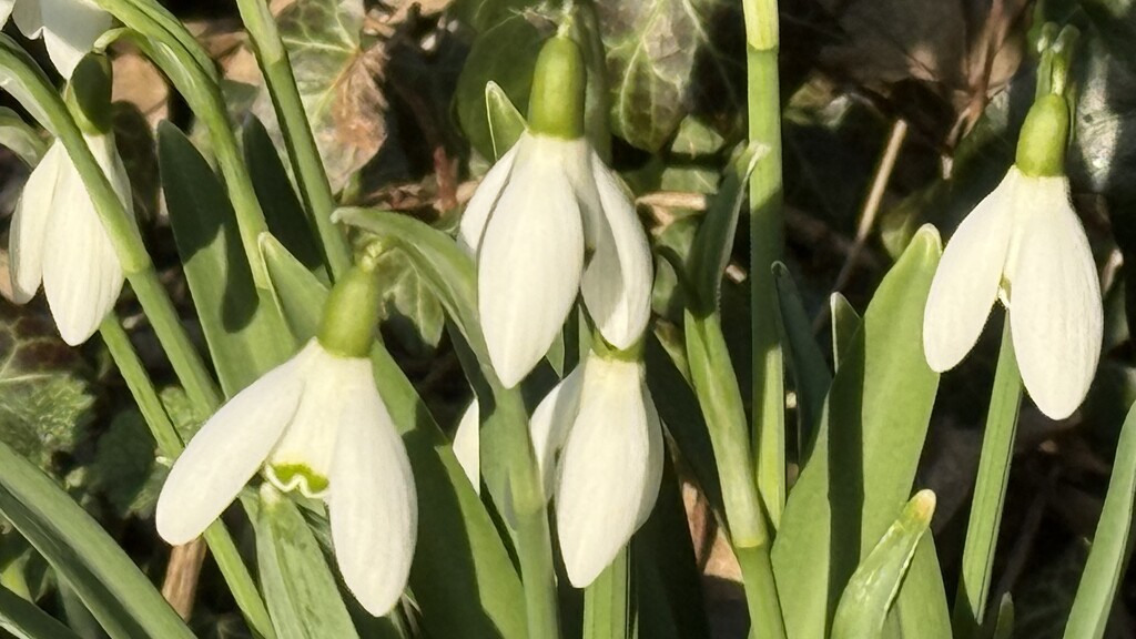 Snowdrops by carole_sandford