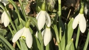 2nd Feb 2025 - Snowdrops