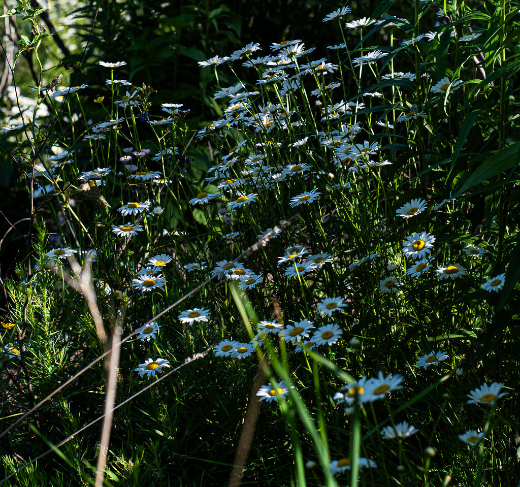 Daisies by darchibald