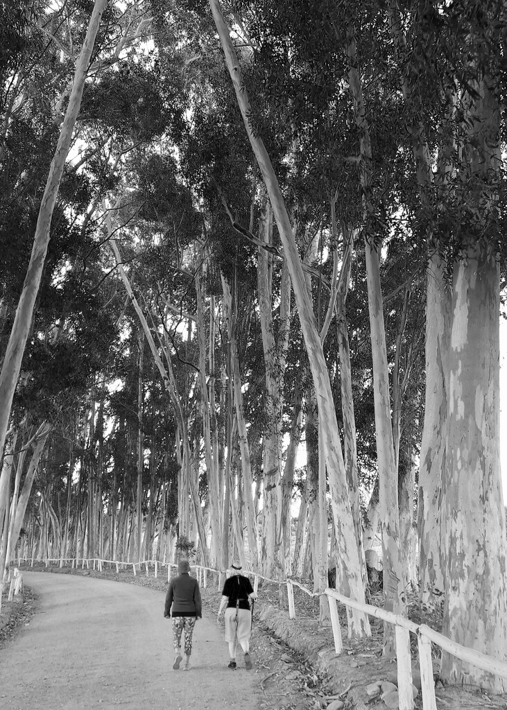 Follow the road  by salza