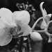 Orchids