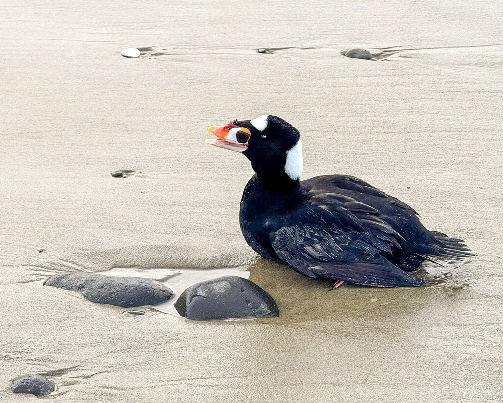 Stranded Surf Scoter by jgpittenger