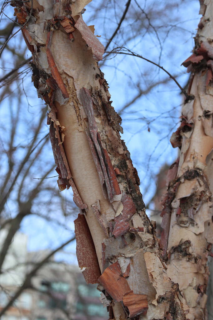Growing Pains by 365projectorgheatherb
