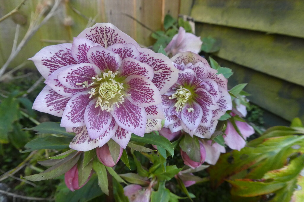 Hellebore  by wendyfrost