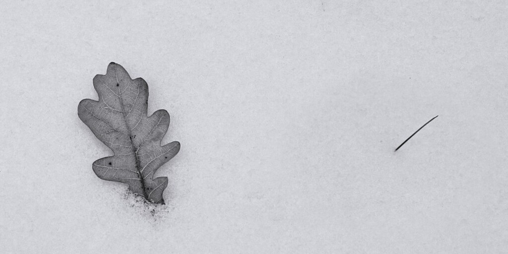 Leaf and Blade by gardencat