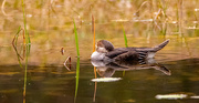 4th Feb 2025 - Mrs Merganser!