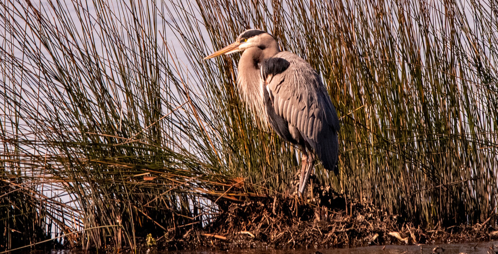 Blue Heron Doing a Lot of Preening! by rickster549
