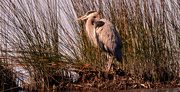 4th Feb 2025 - Blue Heron Doing a Lot of Preening!