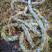 A rope in the grass